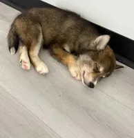 Mayne, a female Pomsky for sale in Orange Park, FL – 3 of 10
