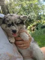 Latte, a female Pomsky for sale in Orange Park, FL – 6 of 10
