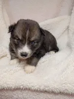 Mayne, a female Pomsky for sale in Orange Park, FL – 8 of 10