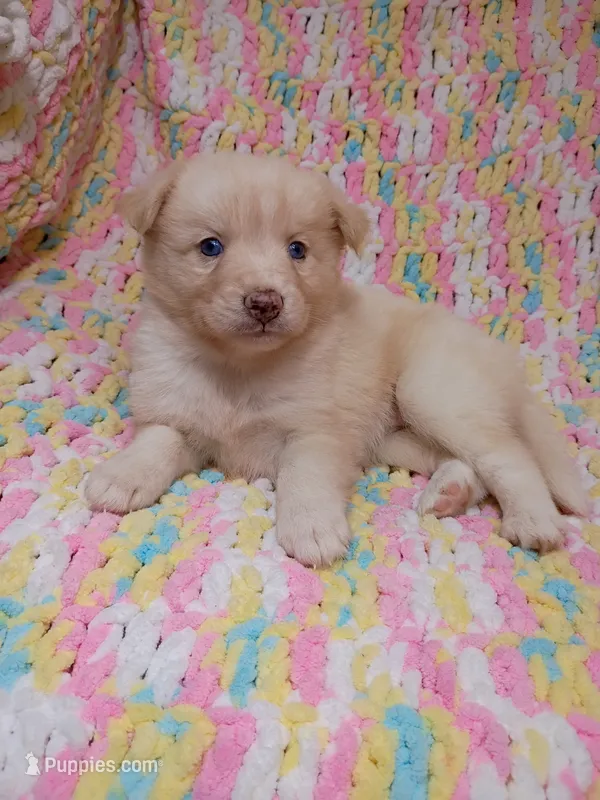 Honey – Pomsky puppy for sale in Orange Park, FL