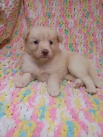 Honey, a female Pomsky for sale in Orange Park, FL – 1 of 10