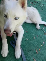 Sabo, a male Siberian Husky for sale in Orange Park, FL – Photo 5 of 6