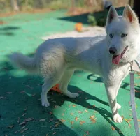 Sabo, a male Siberian Husky for sale in Orange Park, FL – Photo 1 of 6
