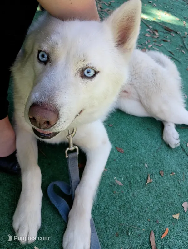 Sabo – Siberian Husky puppy for sale in Orange Park, FL
