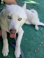 Sabo, a male Siberian Husky for sale in Orange Park, FL – Photo 6 of 6