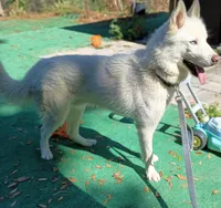 Sabo, a male Siberian Husky for sale in Orange Park, FL – Photo 2 of 6