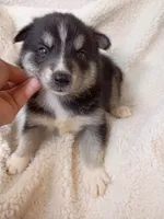 Mika, a male Pomsky for sale in Orange Park, FL – 5 of 10