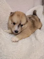 Capella, a female Pomsky for sale in Orange Park, FL – 7 of 10
