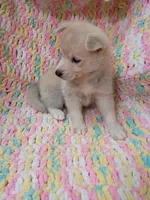 Kona, a male Pomsky for sale in Orange Park, FL – 5 of 9