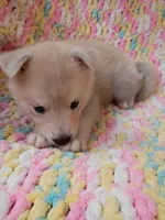 Kona, a male Pomsky for sale in Orange Park, FL – 4 of 9