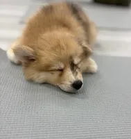 Capella, a female Pomsky for sale in Orange Park, FL – 8 of 9