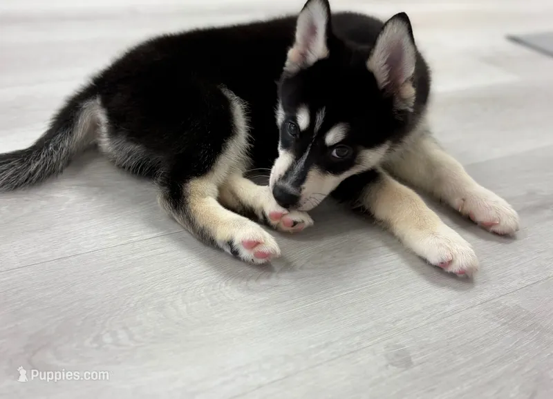 Mika – Pomsky puppy for sale in Orange Park, FL