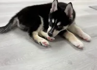 Mika, a male Pomsky for sale in Orange Park, FL – 1 of 6
