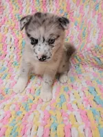 Chai, a female Pomsky for sale in Orange Park, FL – 6 of 8