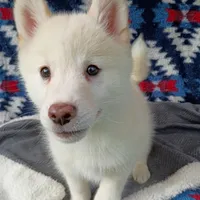 Reno, a male Pomsky for sale in Orange Park, FL – Photo 3 of 5