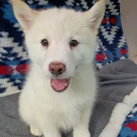 Reno, a male Pomsky for sale in Orange Park, FL – Photo 1 of 5