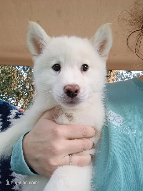 Reno – Pomsky puppy for sale in Orange Park, FL