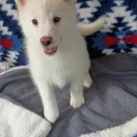 Reno, a male Pomsky for sale in Orange Park, FL – Photo 5 of 5
