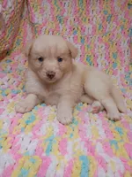 Honey, a female Pomsky for sale in Orange Park, FL – 4 of 10