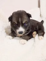 Mayne, a female Pomsky for sale in Orange Park, FL – 4 of 10