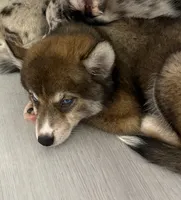 Mayne, a female Pomsky for sale in Orange Park, FL – 2 of 10