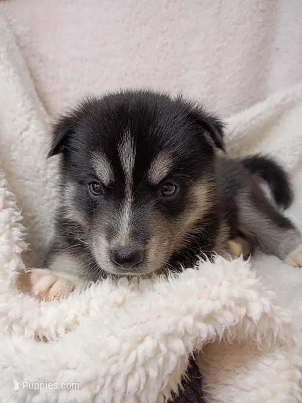 Mika – Pomsky puppy for sale in Orange Park, FL