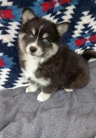 Soshiro, a male Pomsky for sale in Orange Park, FL – Photo 1 of 3