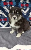 Soshiro, a male Pomsky for sale in Orange Park, FL – Photo 2 of 3