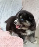 Soshiro, a male Pomsky for sale in Orange Park, FL – Photo 2 of 7