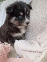 Soshiro, a male Pomsky for sale in Orange Park, FL – Photo 5 of 7