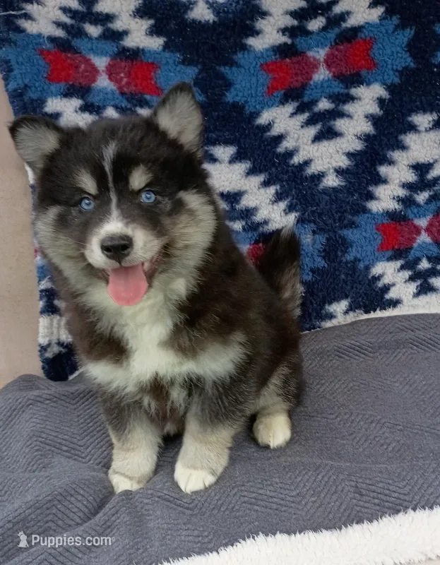 Soshiro – Pomsky puppy for sale in Orange Park, FL