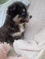 Soshiro, a male Pomsky for sale in Orange Park, FL – Photo 7 of 7