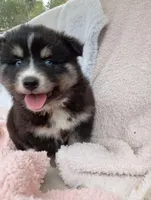 Soshiro, a male Pomsky for sale in Orange Park, FL – Photo 6 of 7