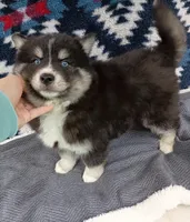 Soshiro, a male Pomsky for sale in Orange Park, FL – Photo 3 of 3