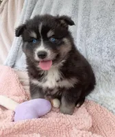 Soshiro, a male Pomsky for sale in Orange Park, FL – Photo 4 of 7