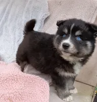 Soshiro, a male Pomsky for sale in Orange Park, FL – Photo 3 of 7