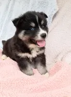 Soshiro, a male Pomsky for sale in Orange Park, FL – Photo 1 of 7