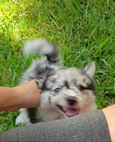 Latte, a female Pomsky for sale in Orange Park, FL – 9 of 10