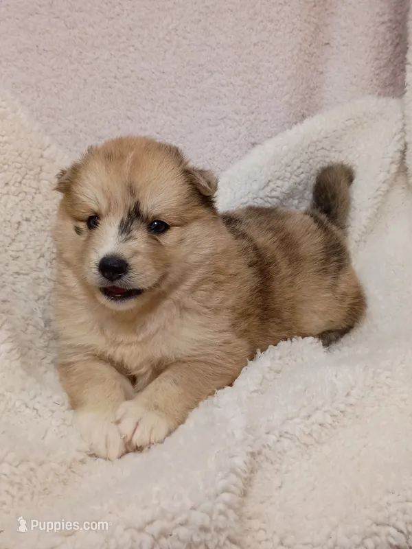 Capella – Pomsky puppy for sale in Orange Park, FL