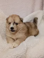 Capella, a female Pomsky for sale in Orange Park, FL – 1 of 10