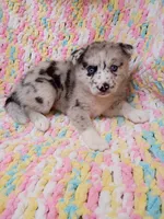 Chai, a female Pomsky for sale in Orange Park, FL – 5 of 8