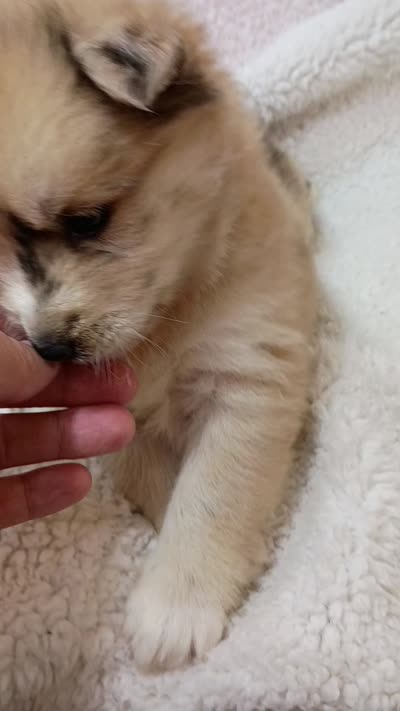 Capella, a female Pomsky for sale in Orange Park, FL – 9 of 10