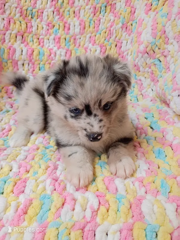 Latte – Pomsky puppy for sale in Orange Park, FL