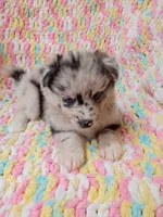 Latte, a female Pomsky for sale in Orange Park, FL – 1 of 10