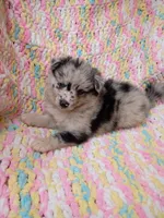 Latte, a female Pomsky for sale in Orange Park, FL – 7 of 10