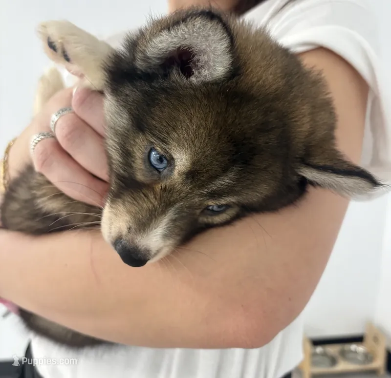 Mayne – Pomsky puppy for sale in Orange Park, FL