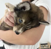 Mayne, a female Pomsky for sale in Orange Park, FL – 1 of 10