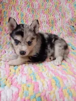 Macchi, a female Pomsky for sale in Orange Park, FL – 1 of 10
