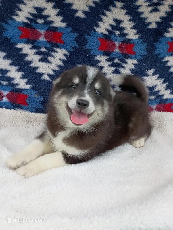 Gen – Pomsky puppy for sale in Orange Park, FL