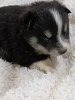 processed/bc87dfcf-b6f2-41df-88b2-2f9d091e709b/listing/4a6e4b6d-db87-47c5-bd0c-9e99d82a5874/d4585438-3cf3-4e1f-a172-268e7a63c233